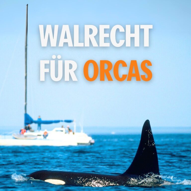 Walrecht für Orcas